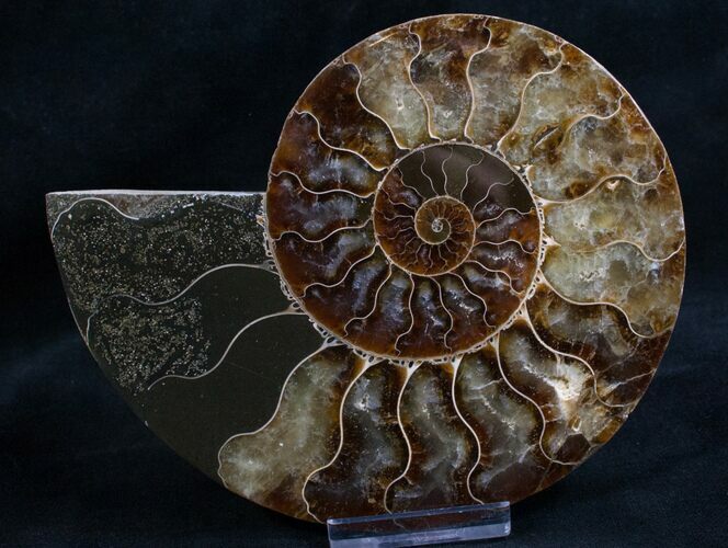 Split Ammonite Fossil (Half) #8139